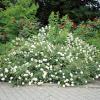 Bild bodendeckerrose_snow_ballet_b_12490.jpg