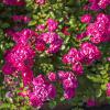 Bild bodendeckerrosen-lovely-fairy-hof-jeebel_16344.jpg