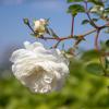 Bild bodendeckerrosen-snow-ballet-hof-jeebel_14627.jpg