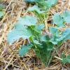 Bild bremer-scheerkohl-bio-samen_17422.jpg