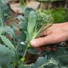 Bild broccoli-rasmus-ernte_18775.jpg