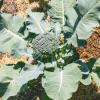 Bild broccoli-rasmus_18778.jpg