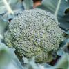 Bild broccoli_rasmus_ks-bro-che-gre_as_a.jpg