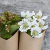 Bild brombeere-reuben-bluete-hof-jeebel_14525.jpg