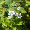 Bild brombeere-reuben-blueten-hof-jeebel_14526.jpg