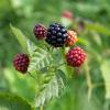 Bild brombeeren-pflanzen-sorte-asterina-bio_16221.jpg