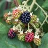 Bild brombeeren-theodor-reimers-hof-jeebel_14466.jpg