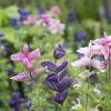 Bild buntschopfsalbei-salvia-viridis-biogartenversand.jpg