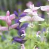 Bild buntschopfsalbei-salvia-viridis-hof-jeebel_14434.jpg
