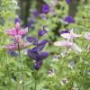 Bild buntschopfsalbei-sommerblume-salvia-viridis-hof-jeebel_14432.jpg