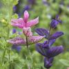 Bild buntschopfsalbei-sommerblumen-salvia-viridis-hof-jeebel_14431.jpg
