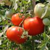 Bild buschtomate-silbertanne-tomatensaatgut-hof-jeebel_15553.jpg