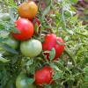 Bild buschtomaten-silbertanne-tomatensaatgut-hof-jeebel_11138.jpg