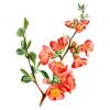 Bild chaenomeles-japonica-scheinquitte_19233.jpg