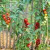 Bild cherry-tomate-cocktailtomaten-trixi-jungpflanze_16465.jpg
