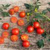 Bild cherry-tomaten-cocktailtomaten-trixi_16469.jpg