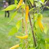 Bild chili-bio-saat-gelbes-ruesselchen_17409.jpg
