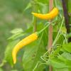 Bild chili-bio-samen-gelbes-ruesselchen_17408.jpg