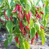 Bild chili-de-cayenne-pflanze-hof-jeebel.jpg