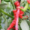 Bild chili-sigaretta-lombardo-pfefferoni.jpg