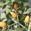 Bild chili_capela_orange_a.jpg