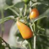 Bild chili_capela_orange_b.jpg