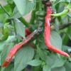 Bild chili_sigaretta_3_10724.jpg