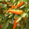 Bild chili_tequila_sunrise_c.jpg