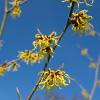 Bild: chinesische-zaubernuss-hamamelis-mollis_15487.jpg 