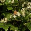 Bild clematis-vitalba-gewoehnliche-waldrebe-hof-jeebel_15264.jpg