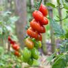 Bild cocktail-tomaten-donatellina-bio-saatgut_16315.jpg