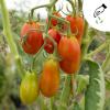 Bild cocktailtomate-celsior_green-mundo_20263.jpg