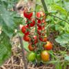 Bild cocktailtomate-donatellina-bio-saatgut_16316.jpg