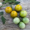 Bild cocktailtomate_green_grape_a_13305.jpg