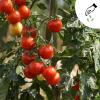 Bild cocktailtomate_primabella_green-mundo_20259.jpg
