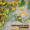 Bild cocktailtomaten-samen_slivowidnij_11140.jpg