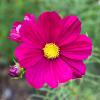 Bild cosmea-bio-saatgut-cosmos-bipinnatus-hof-jeebel_11723.jpg