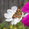 Bild cosmea-bio-saatgut-hof-jeebel_14446.jpg