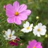 Bild cosmea-cosmos-bipinnatus-biogartenversand.jpg