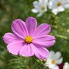 Bild cosmea-cosmos-bipinnatus-hof-jeebel_14447.jpg