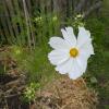 Bild cosmea_cosmos_bipinnatus_4_11722.jpg