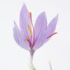 Bild crocus_sativus_safrankrokus.jpg