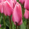 Bild darwin-hybrid-rosafarbene-tulpen-big-love_17168.jpg