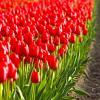 Bild darwin-hybrid-tulpen-red-impression-blumenzwiebeln_17103.jpg
