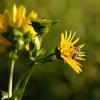 Bild durchwachsene-silphie-hof-jeebel-silphium-perfoliatum.jpg