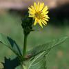 Bild durchwachsene-silphie-silphium-perfoliatum-hof-jeebel_14346.jpg