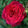 Bild edelrose-johann-wolfgang-von-goethe_16120.jpg