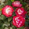 Bild edelrose-nostalgie-teerose-zweifarbig_16302.jpg