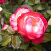 Bild edelrosen-nostalgie-teerose-farbverlauf_16133.jpg