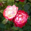 Bild edelrosen-nostalgie-teerose-zweifarbig_16132.jpg